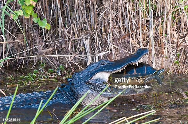 american alligator and captured large turtle - alligator mississippiensis stock pictures, royalty-free photos & images