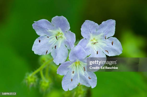22 Waterleaf Stock Photos, High-Res Pictures, and Images - Getty Images