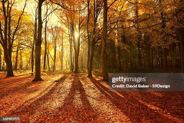 sunlight through autumn tree's with long shadows - autumn tree stock pictures, royalty-free photos & images
