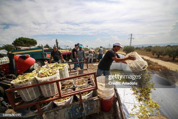 Harvest and drying process of 1.5 million tons of fresh grapes and 300 thousand tons of raisins continue at a vineyard in Manisa, Turkiye on...