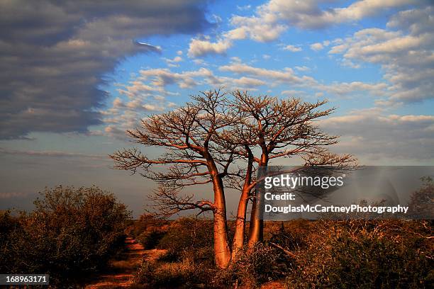 baobab trees at sunset - limpopo province stock pictures, royalty-free photos & images