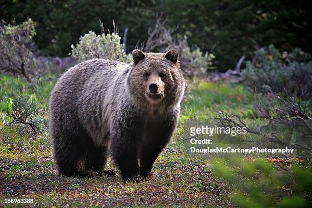 grizzly bear national park - colter bay stock pictures, royalty-free photos & images