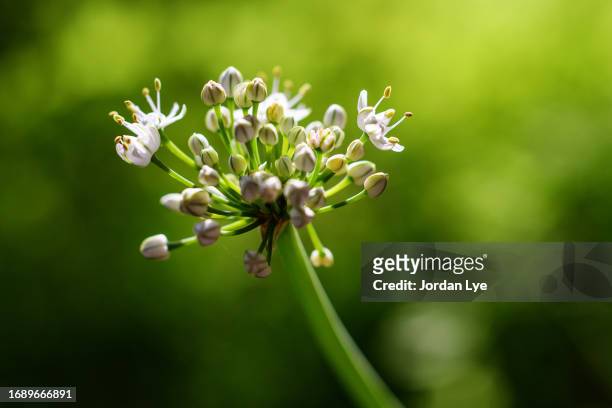 green onion flower bud - plant breeding stock pictures, royalty-free photos & images