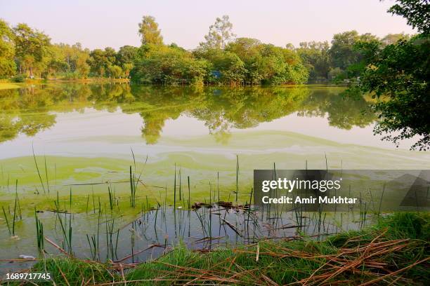 large area of lake or pond covered by green algae bloom or duckweed. - water whorl grass stock pictures, royalty-free photos & images