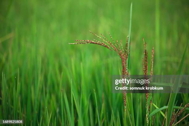 2,056 Wild Rice Stock Photos, High-Res Pictures, and Images - Getty Images