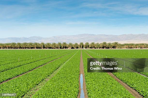 agricultural field and date farm - date fruit stock pictures, royalty-free photos & images