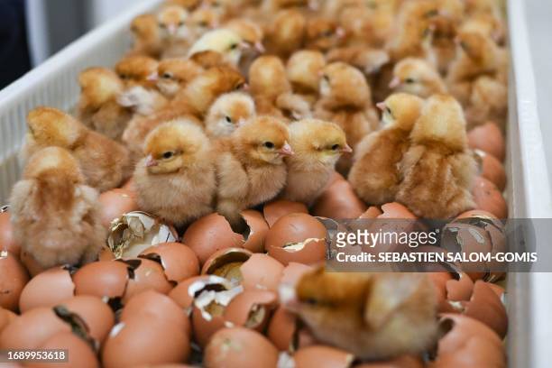 This photograph taken on September 21, 2023 shows newly hatched chicks sitting amongst egg shells in a tray at the Lohmann's hatchery of...