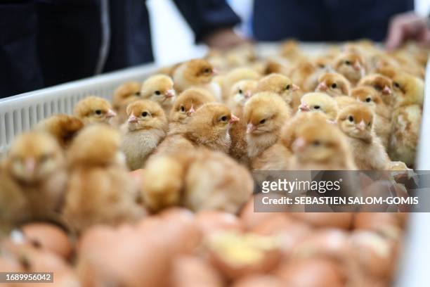 This photograph taken on September 21, 2023 shows newly hatched chicks sitting amongst egg shells in a tray at the Lohmann's hatchery of...