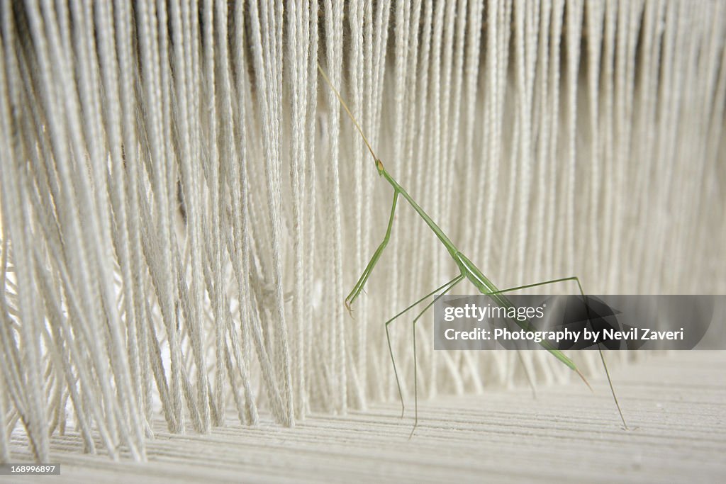 Walking sticks