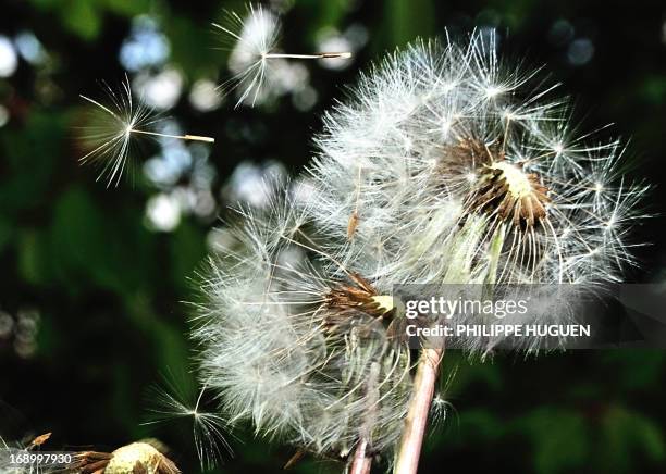 Dandelion seeds blow in the wind in Godewaersvelde, northern France on May 18 as the return of pleasant weather marks the arrival of allergenic...