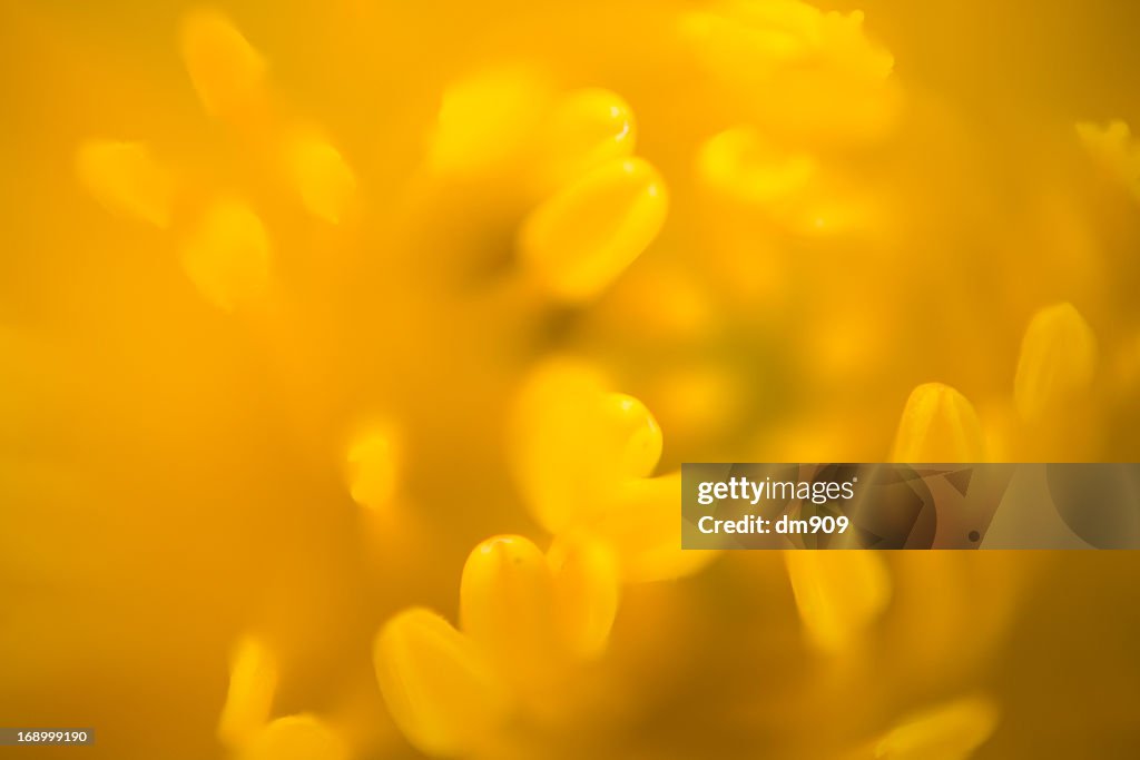 Yellow nature