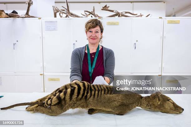 Daniela Kalthoff, in charge of the mammal collection at the Museum of Natural History in Stockholm, examines a dry specimen of a Tasmanian tiger on...