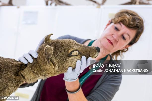 Daniela Kalthoff, in charge of the mammal collection at the Museum of Natural History in Stockholm, examines a dry specimen of a Tasmanian tiger on...