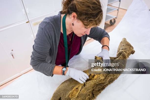 Daniela Kalthoff, in charge of the mammal collection at the Museum of Natural History in Stockholm, examines a dry specimen of a Tasmanian tiger on...