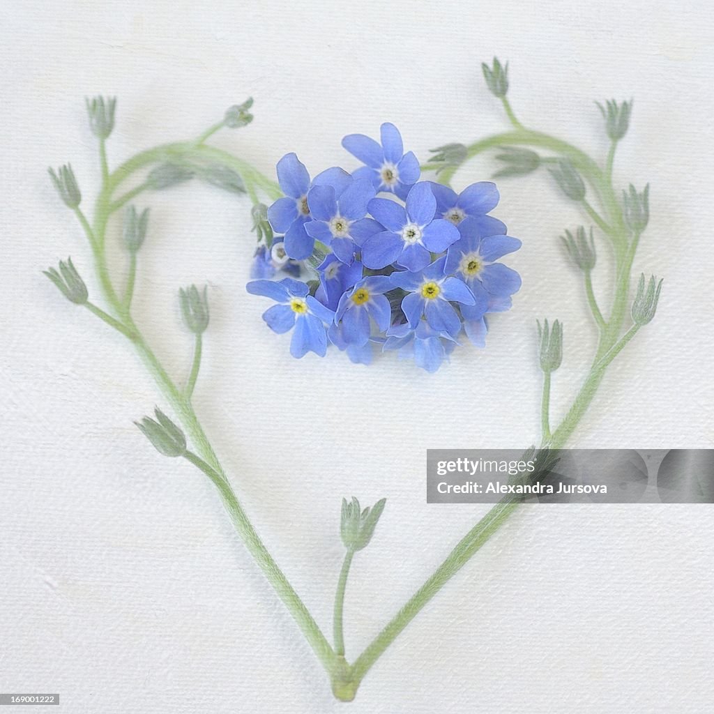 Forget-me-not