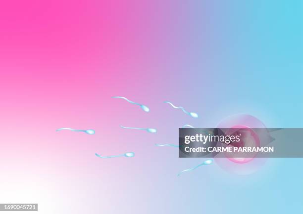 ovum and sperms in human fertilization. human reproduction process. - insemination stock illustrations