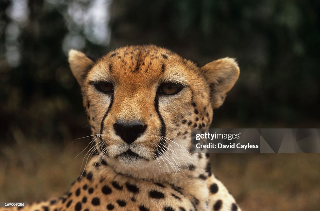 Cheetah