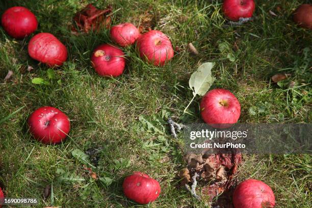 Apples on the ground during apple cider in Markham, Ontario, Canada, on September 23, 2023.