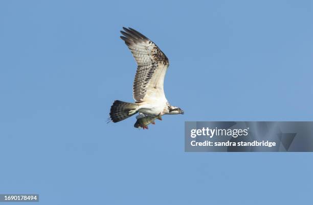 a rare migrating osprey, pandion haliaetus, has just caught a perch fish from a  lake and is flying to a tree to eat it. - fischadler stock-fotos und bilder