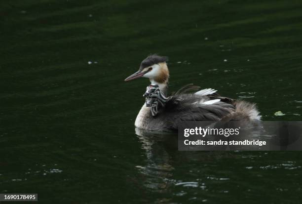 a great crested grebe, podiceps cristatus, is swimming on a river with her three cute babies being carried on her back. - animal back stock pictures, royalty-free photos & images