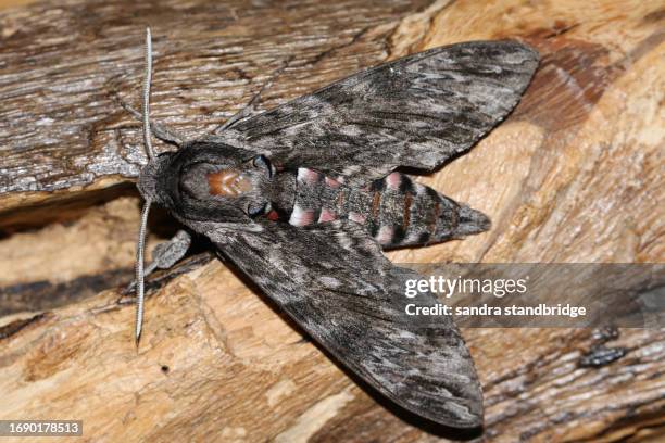 a rare convolvulus hawk-moth, agrius convolvuli, resting on a tree stump. - hawk moth bildbanksfoton och bilder