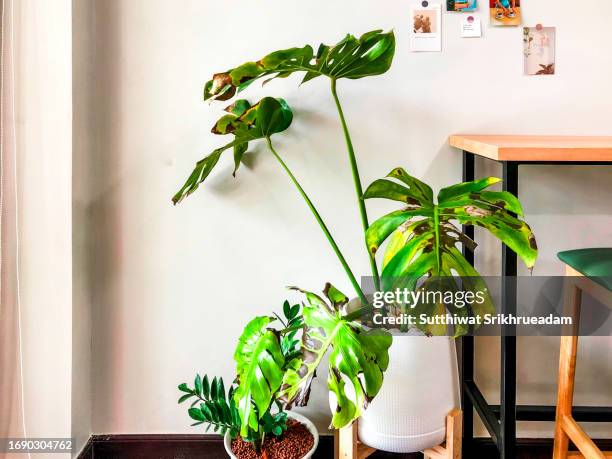 monstera deliciosa houseplant wilted leaves - verwelkt stock-fotos und bilder
