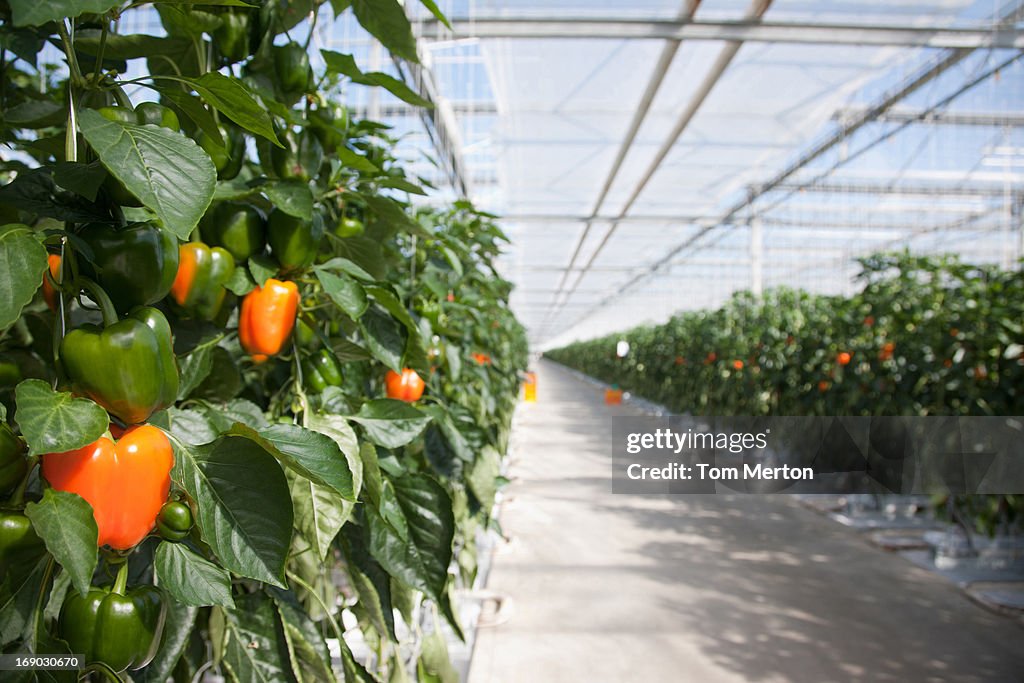 Produce growing in greenhouse
