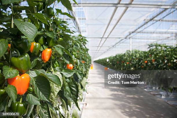 produce growing in greenhouse - capsicum stock pictures, royalty-free photos & images