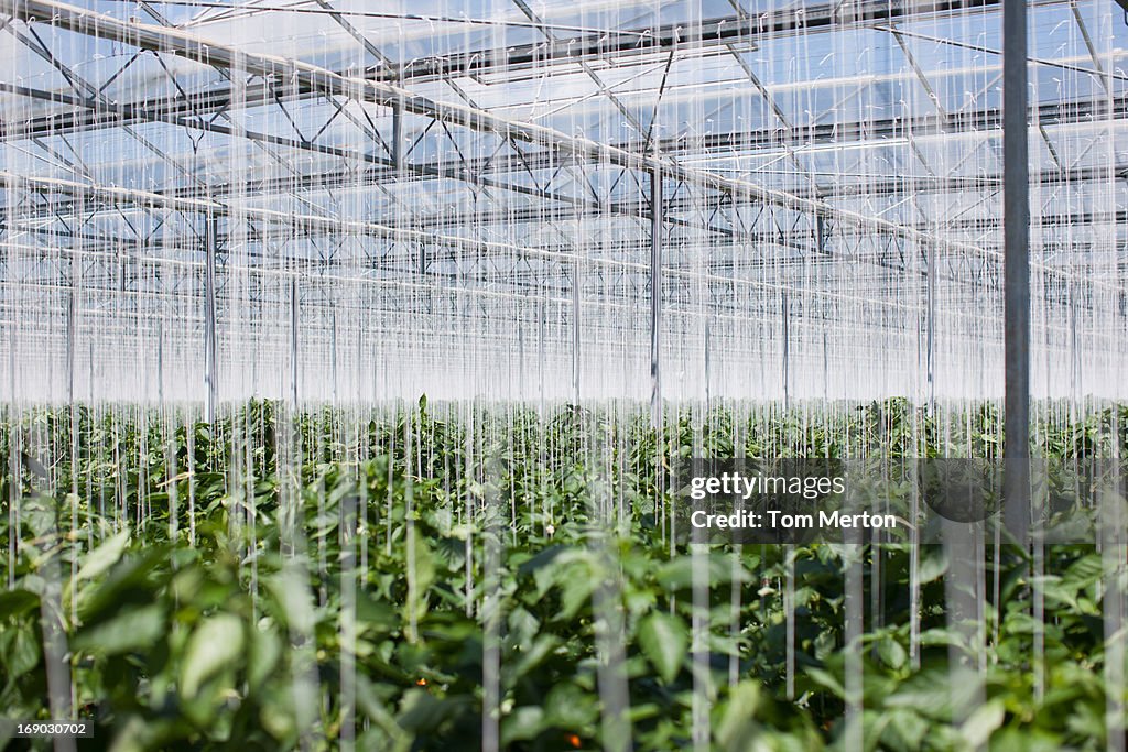 Cultivo de plantas en invernáculo