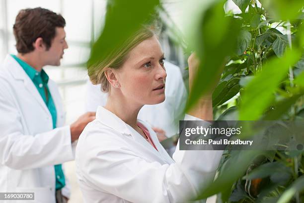 wissenschaftler untersuchen pflanzen im gewächshaus - forschung stock-fotos und bilder