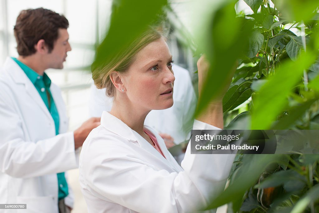 Scientist examining plants in greenhouse
