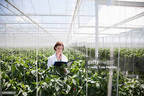 scienziato esaminando le piante in serra - biochemical foto e immagini stock