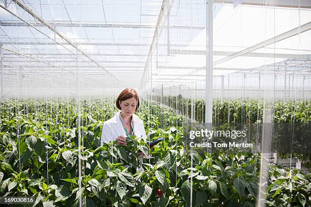 cientista, examinando plantas em estufa - alimento transgênico - fotografias e filmes do acervo