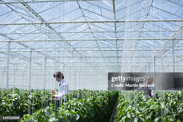scientists examining produce in greenhouse - biochemie stockfoto's en -beelden