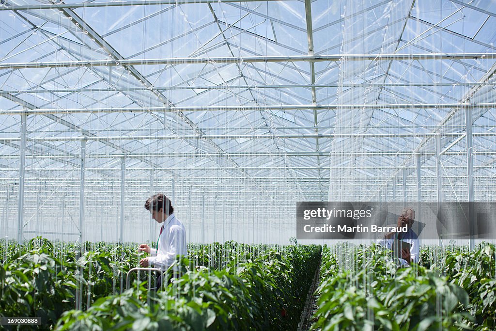 Scientists examining produce in greenhouse