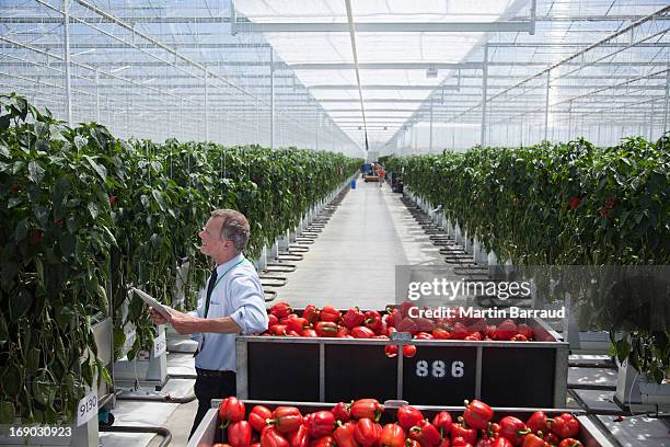 worker examining produce in greenhouse - genetically modified food stock pictures, royalty-free photos & images