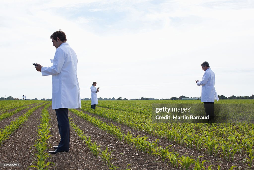 Scientists examining crops in field