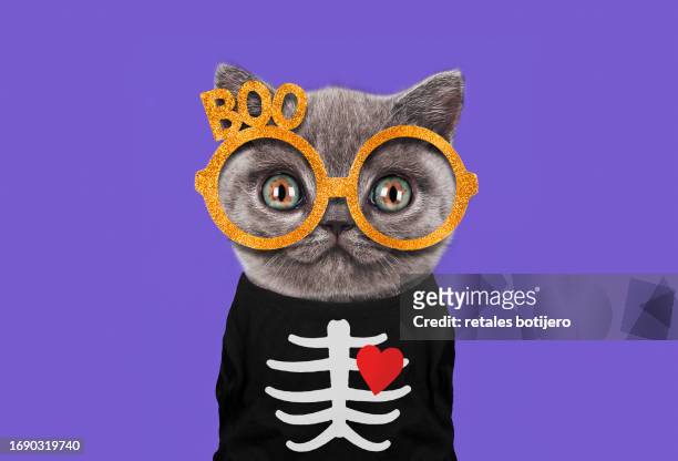 halloween costume funny kitten - cat skeleton stock pictures, royalty-free photos & images