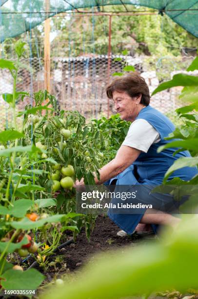 senior woman, 80 years old, harvesting vegetable in her garden - 80 89 years stock-fotos und bilder