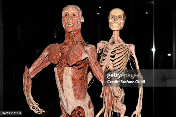 General view of human body through the innovative science of plastination on September 15, 2023 in Turin, Italy. The exhibition of human anatomy...
