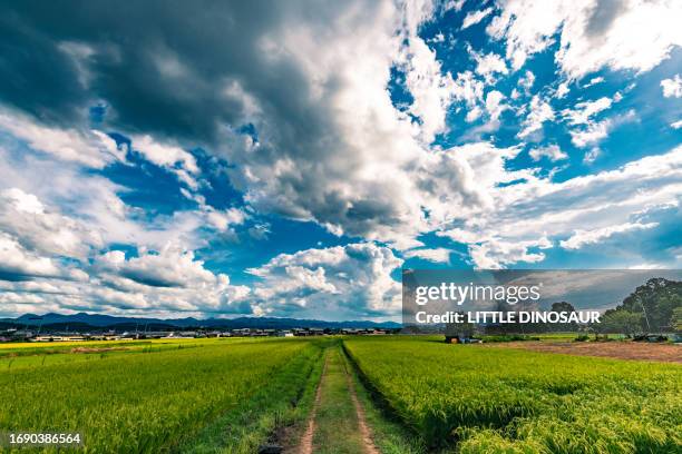 rural road in rice field area. - satoyama scenery stock-fotos und bilder