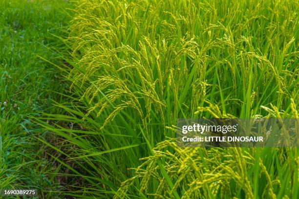 Stalks From Rice 148 Japanese Rice Stalks Stock Photos, High-Res Pictures, and Images ...