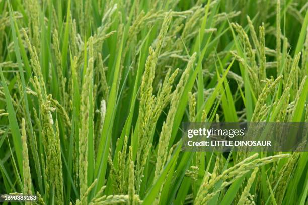 Stalks From Rice Japanese Rice Stalks Photos and Premium High Res Pictures - Getty Images