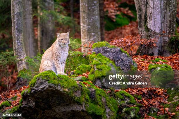 eurasian lynx (lynx lynx) - wildcat animal stock pictures, royalty-free photos & images