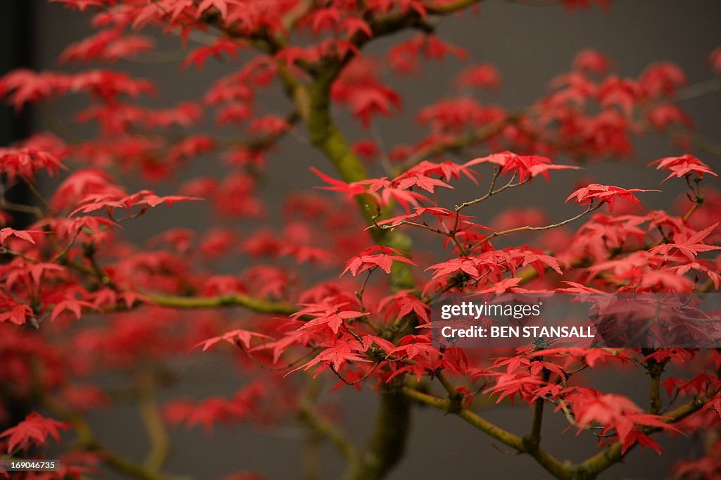 BRITAIN-ENTERTAINMENT-CHELSEA FLOWER SHOW
