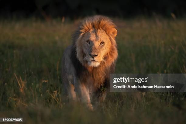 male african lion - marquer son territoire photos et images de collection