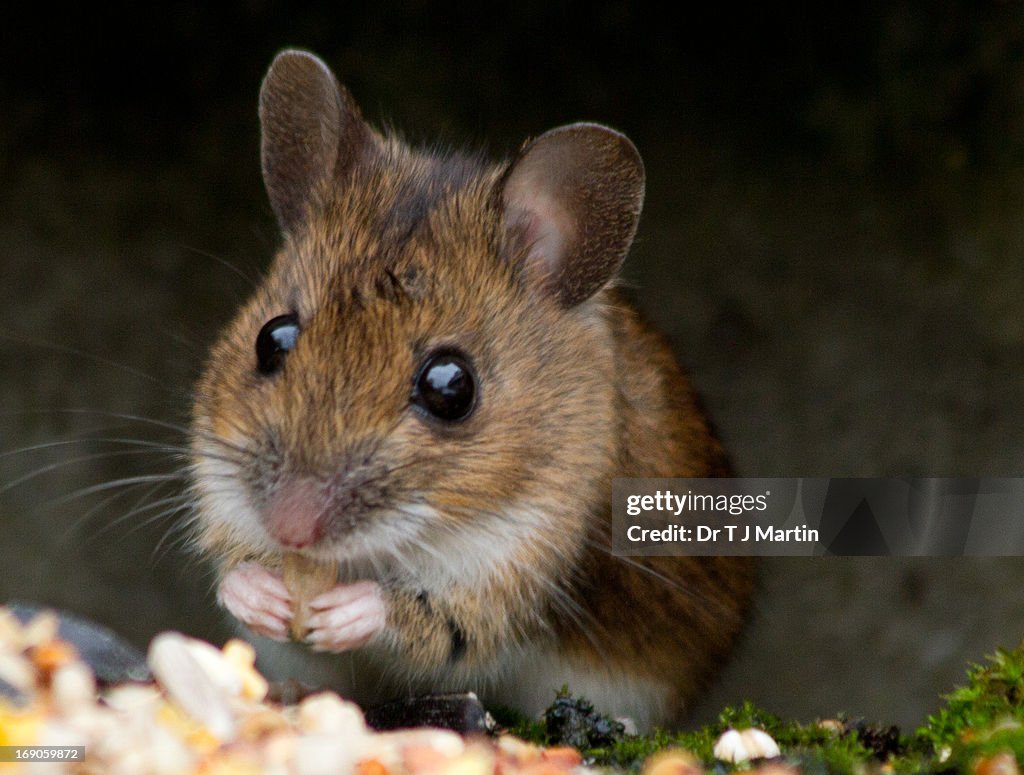 Woodmouse eating breakfast
