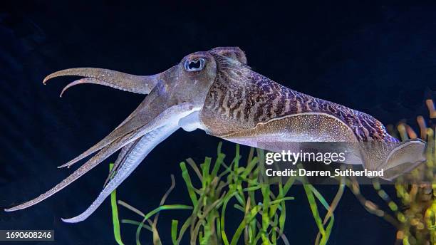 close-up of a cuttlefish swimming underwater in an aquarium - sépia - fotografias e filmes do acervo