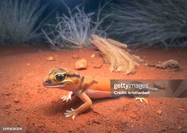 close-up portrait of a wild smooth knob-tailed gecko (nephrurus laevissimus) at night, australia - australian gecko stock pictures, royalty-free photos & images