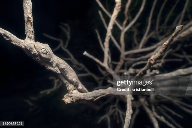 close-up of a wild northern spiny-tailed gecko (strophurus ciliaris) camouflaged on a branch at night, australia - australian gecko stock pictures, royalty-free photos & images